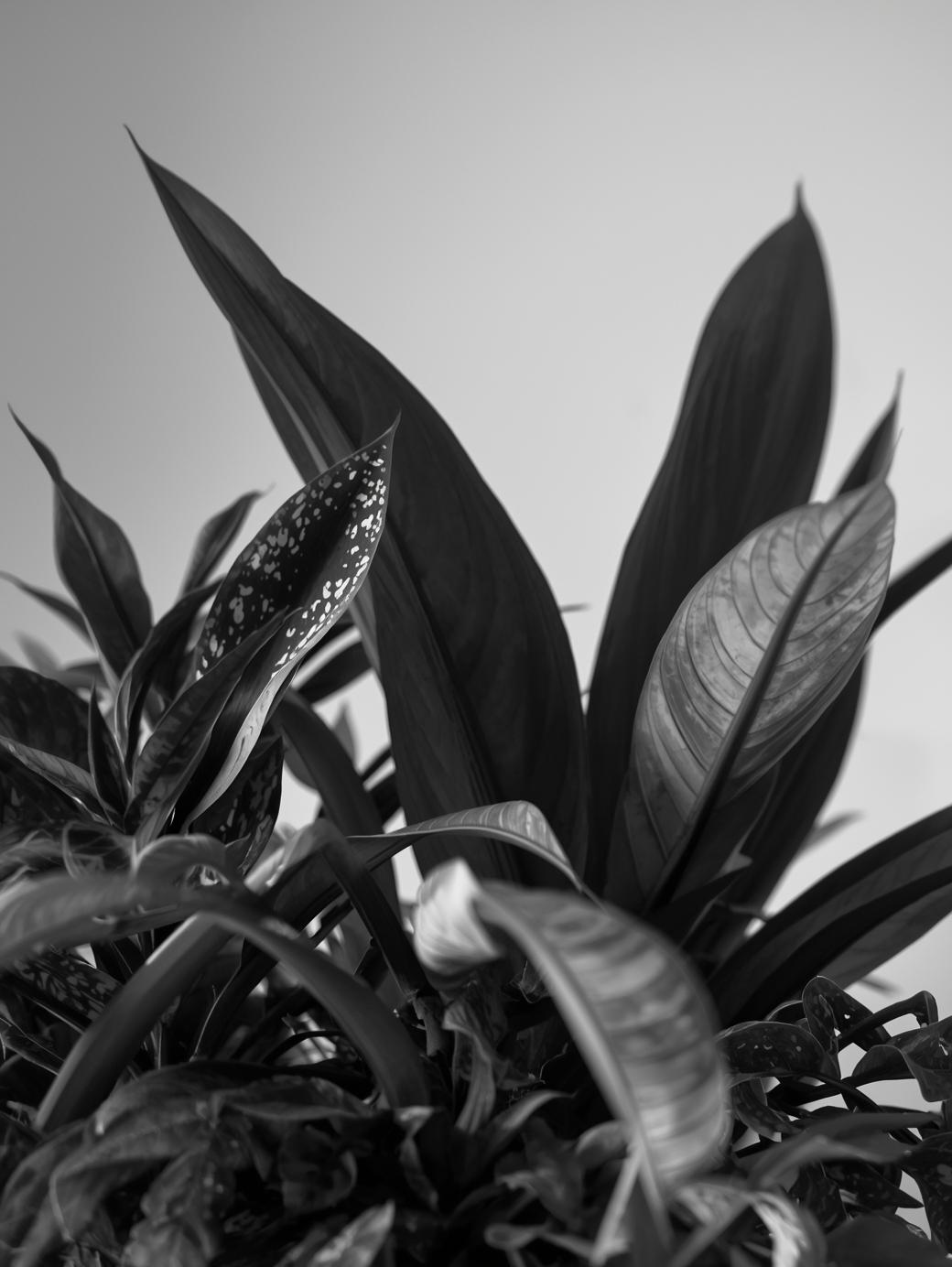 Direito Trabalhista plantas em pb com fundo cinza claro5