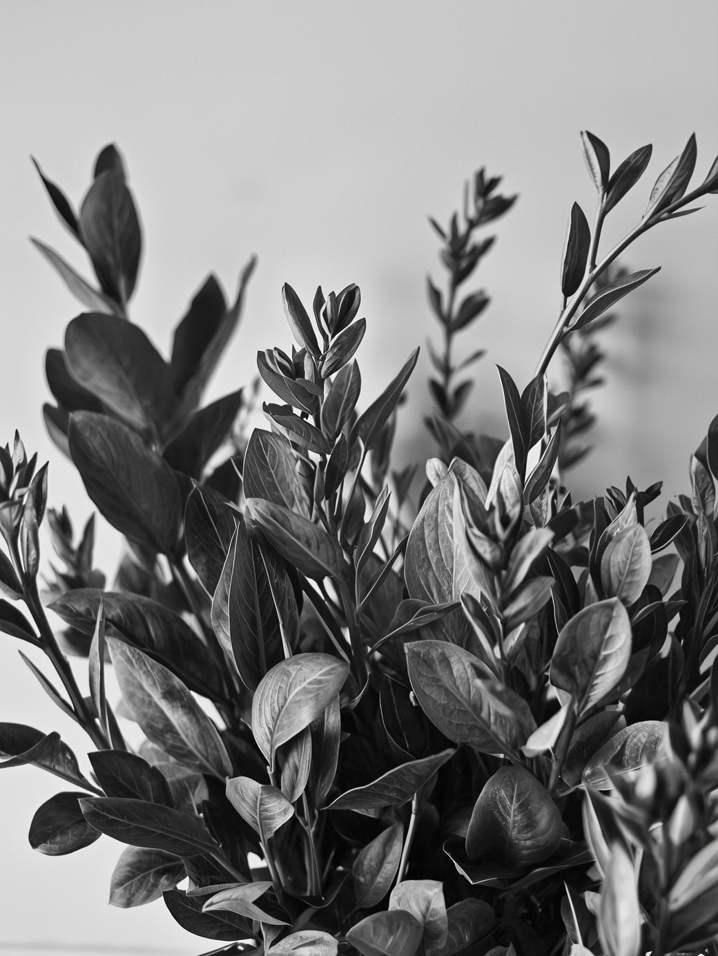 Direito Trabalhista plantas em pb com fundo cinza claro6