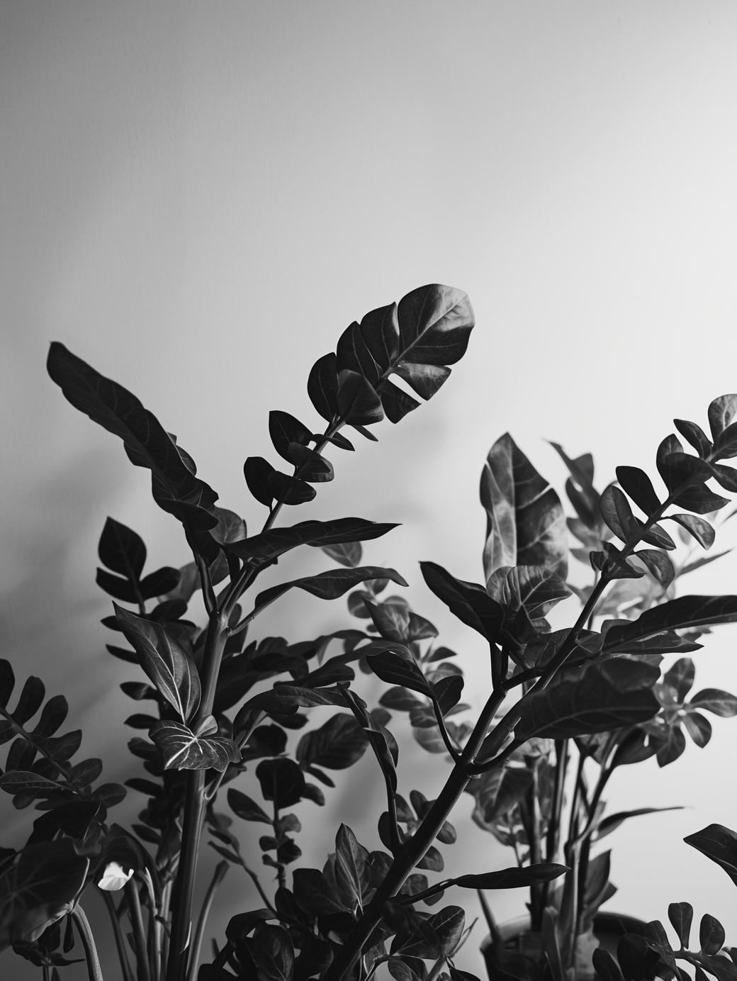 Direito Previdenciário plantas em pb com fundo cinza claro7