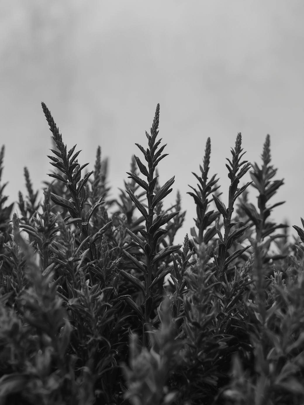 Direito Trabalhista plantas em pb com fundo cinza claro8